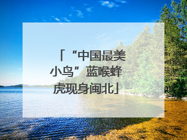 “中国最美小鸟”蓝喉蜂虎现身闽北