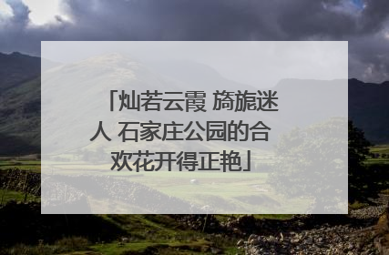 灿若云霞 旖旎迷人 石家庄公园的合欢花开得正艳