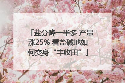 盐分降一半多 产量涨25% 看盐碱地如何变身“丰收田”