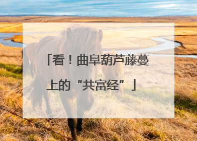 看！曲阜葫芦藤蔓上的“共富经”