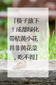 筷子放下！成都绿化带桔黄小花并非黄花菜，吃不得