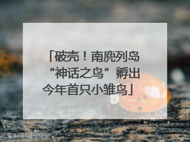 破壳！南麂列岛“神话之鸟”孵出今年首只小雏鸟