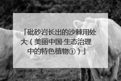 砒砂岩长出的沙棘用处大（美丽中国·生态治理中的特色植物③）