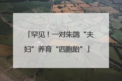 罕见！一对朱鹮“夫妇”养育“四胞胎”