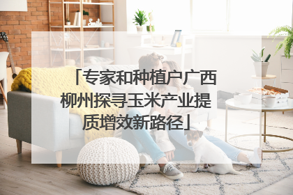 专家和种植户广西柳州探寻玉米产业提质增效新路径