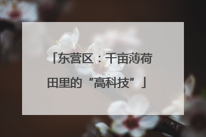东营区：千亩薄荷田里的“高科技”