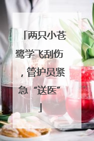 两只小苍鹭学飞刮伤，管护员紧急“送医”