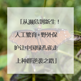 从濒危到新生！人工繁育+野外保护让中国绿孔雀走上种群逆袭之路