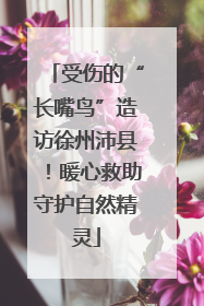 受伤的“长嘴鸟”造访徐州沛县！暖心救助守护自然精灵