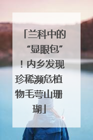 兰科中的“显眼包”！内乡发现珍稀濒危植物毛萼山珊瑚