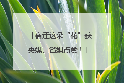 宿迁这朵“花”获央媒、省媒点赞！