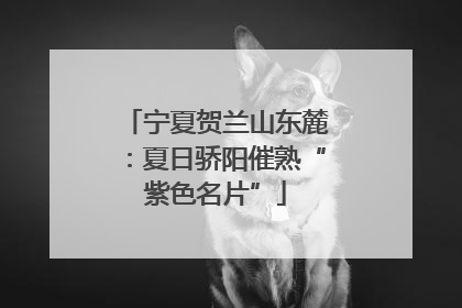 宁夏贺兰山东麓：夏日骄阳催熟“紫色名片”