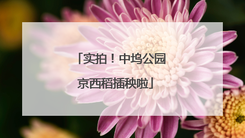 实拍！中坞公园京西稻插秧啦