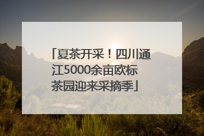 夏茶开采！四川通江5000余亩欧标茶园迎来采摘季