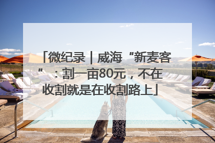 微纪录｜威海“新麦客”：割一亩80元，不在收割就是在收割路上