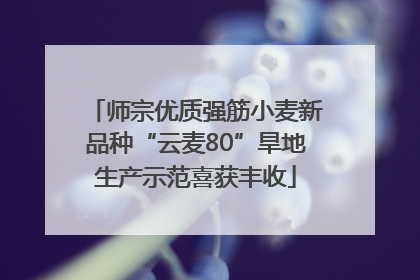 师宗优质强筋小麦新品种“云麦80”旱地生产示范喜获丰收