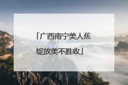 广西南宁美人蕉绽放美不胜收