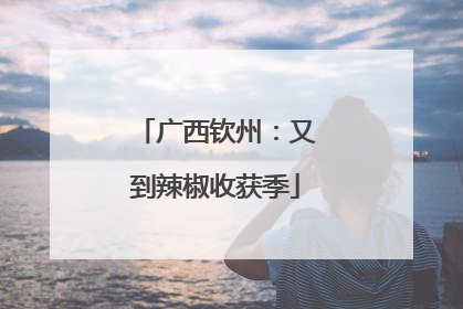 广西钦州：又到辣椒收获季