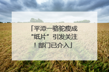 平潭一骆驼瘦成“纸片”引发关注！部门已介入