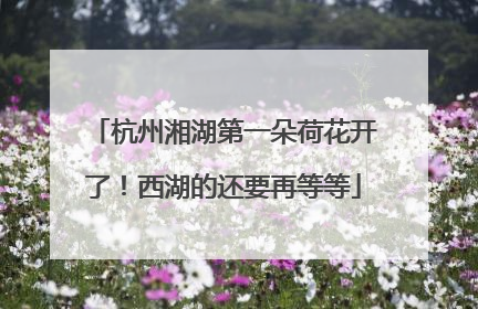 杭州湘湖第一朵荷花开了！西湖的还要再等等
