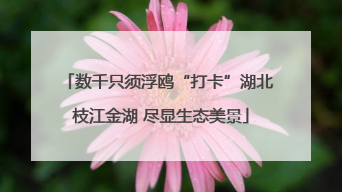 数千只须浮鸥“打卡”湖北枝江金湖 尽显生态美景