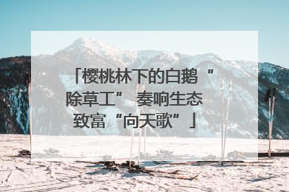 樱桃林下的白鹅“除草工” 奏响生态致富“向天歌”