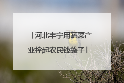 河北丰宁用蔬菜产业撑起农民钱袋子