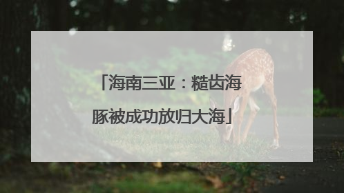 海南三亚：糙齿海豚被成功放归大海