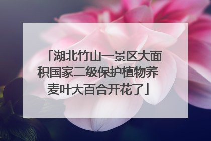 湖北竹山一景区大面积国家二级保护植物荞麦叶大百合开花了
