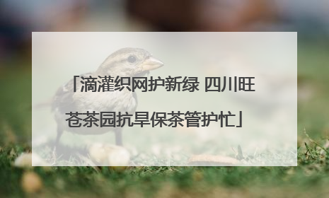 滴灌织网护新绿 四川旺苍茶园抗旱保茶管护忙