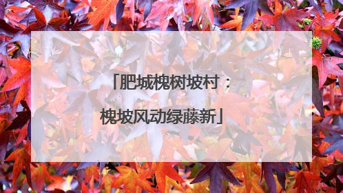 肥城槐树坡村：槐坡风动绿藤新