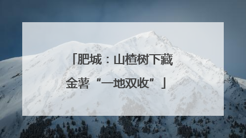 肥城：山楂树下藏金薯“一地双收”