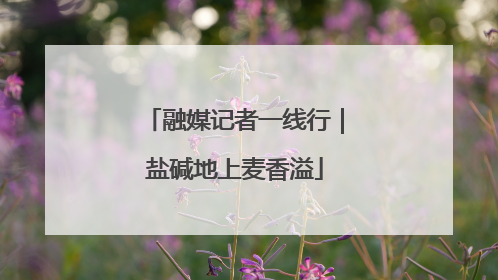 融媒记者一线行｜盐碱地上麦香溢