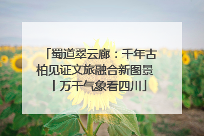 蜀道翠云廊：千年古柏见证文旅融合新图景丨万千气象看四川