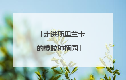 走进斯里兰卡的橡胶种植园