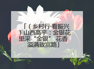 （乡村行·看振兴）山西高平：金银花里采“金银” 花香溢满致富路
